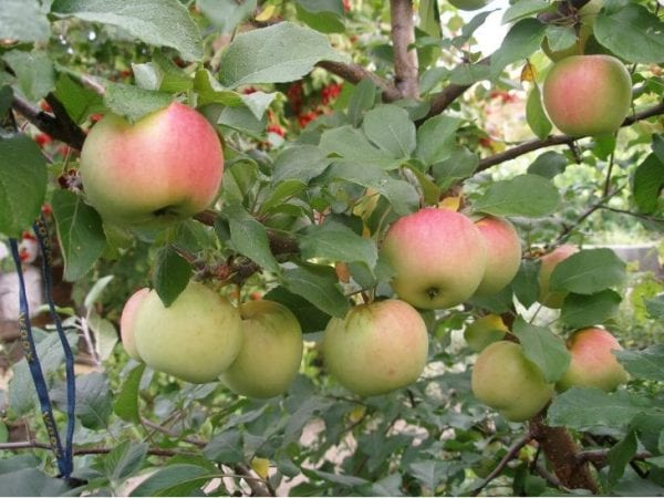 Периодичность плодоношения садовых яблонь и груш: причины, профилактика и способы решения проблемы